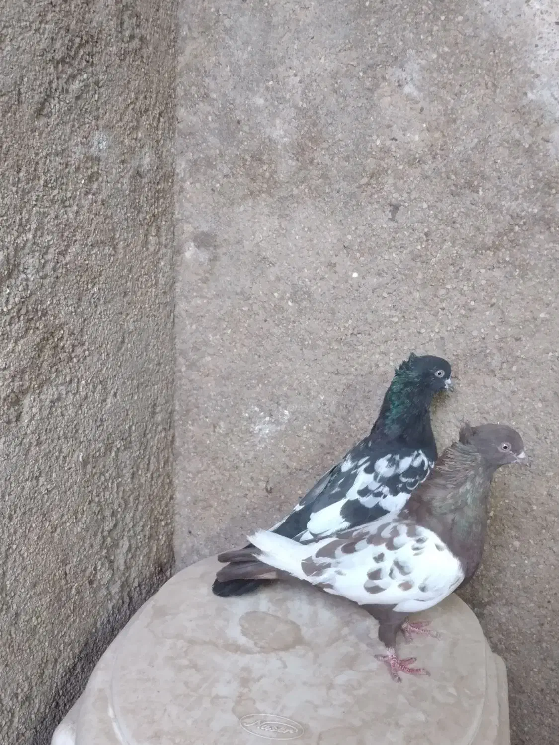 جفت سینه ای با یک جوجه تو چالی|پرنده|فیروزآباد (فارس), |دیوار