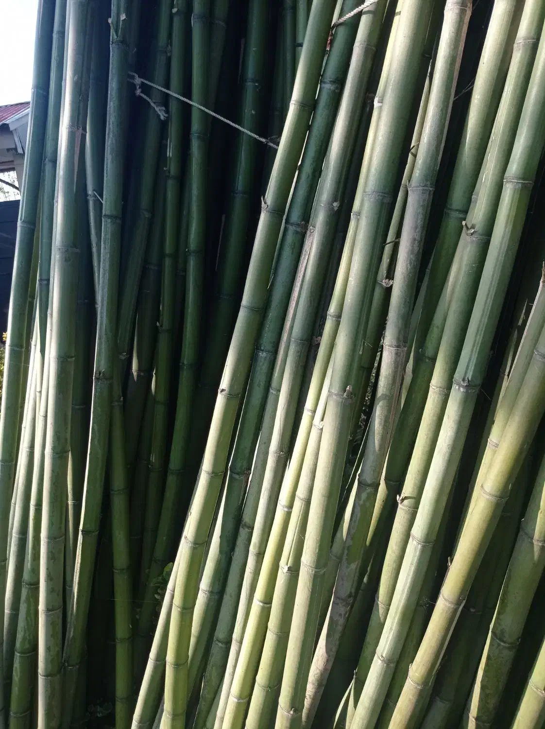 بامبو با کیفیت|صنایع دستی و سایر لوازم تزئینی|پیربازار, |دیوار