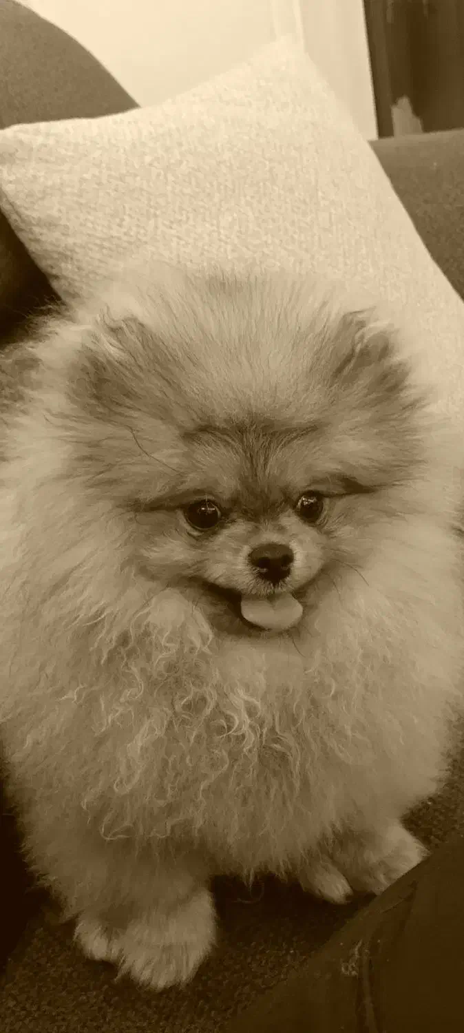 پامر|سگ|رشت, جهاد|دیوار