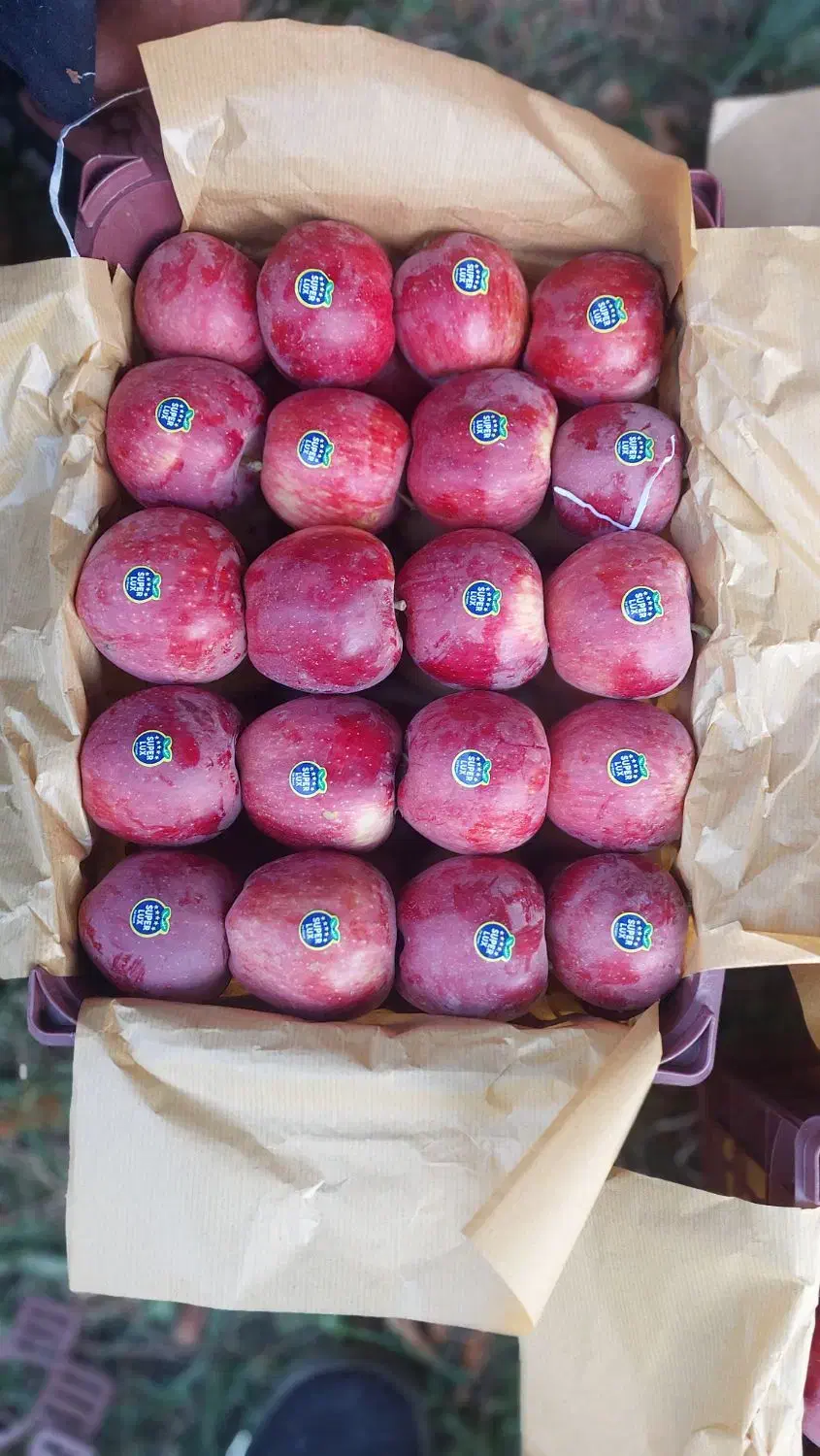 سیب سوپر سفید و قرمز سردخانه|خوردنی و آشامیدنی|زنجان, |دیوار