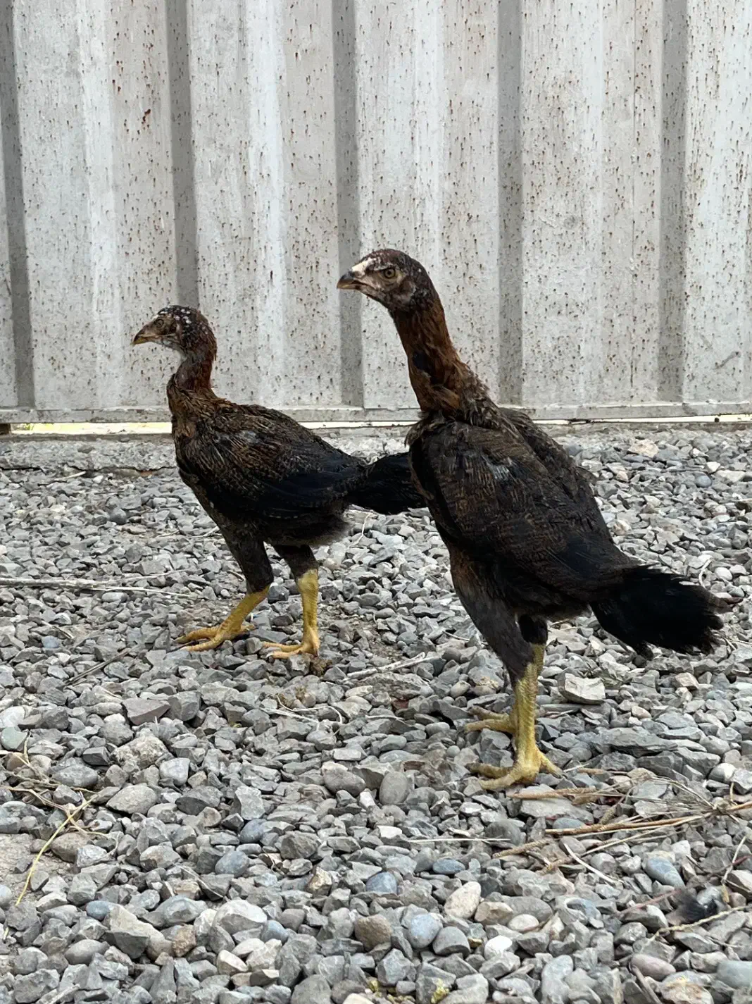 جوجه لاری ۳ ماهه|حیوانات مزرعه|ساری, |دیوار