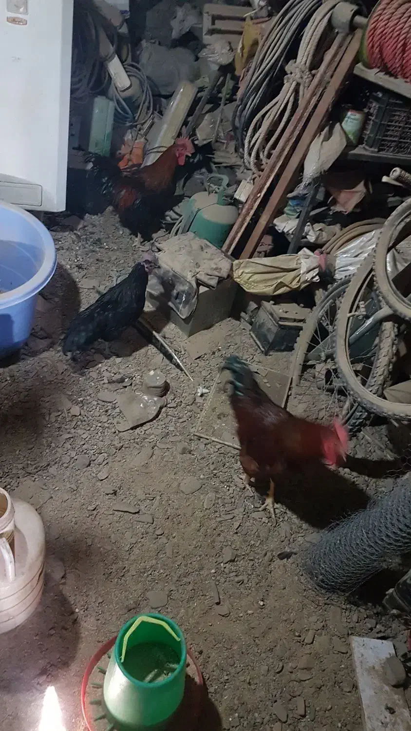 خروس و مرغ محلی و ایام سمانی|حیوانات مزرعه|طرقبه, |دیوار