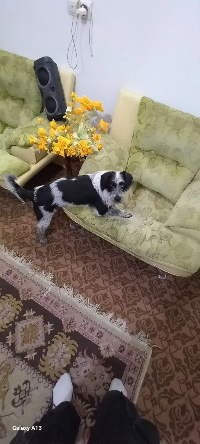 واگذاری سگ شیتزو رایگان|سگ|مهریز, |دیوار