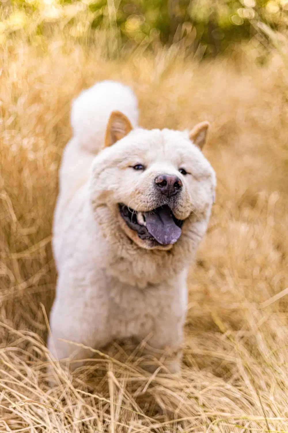 جفت گیری|سگ|مشهد, صیاد شیرازی|دیوار