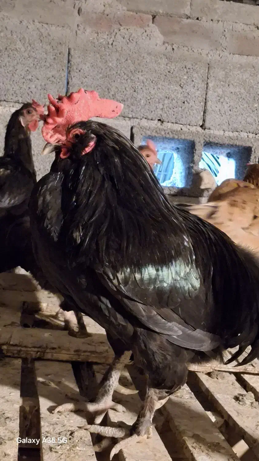 تخم مرغ نطفه دار محلی اصل،نژاد پاکوتاه ریشی|حیوانات مزرعه|خورموج, |دیوار