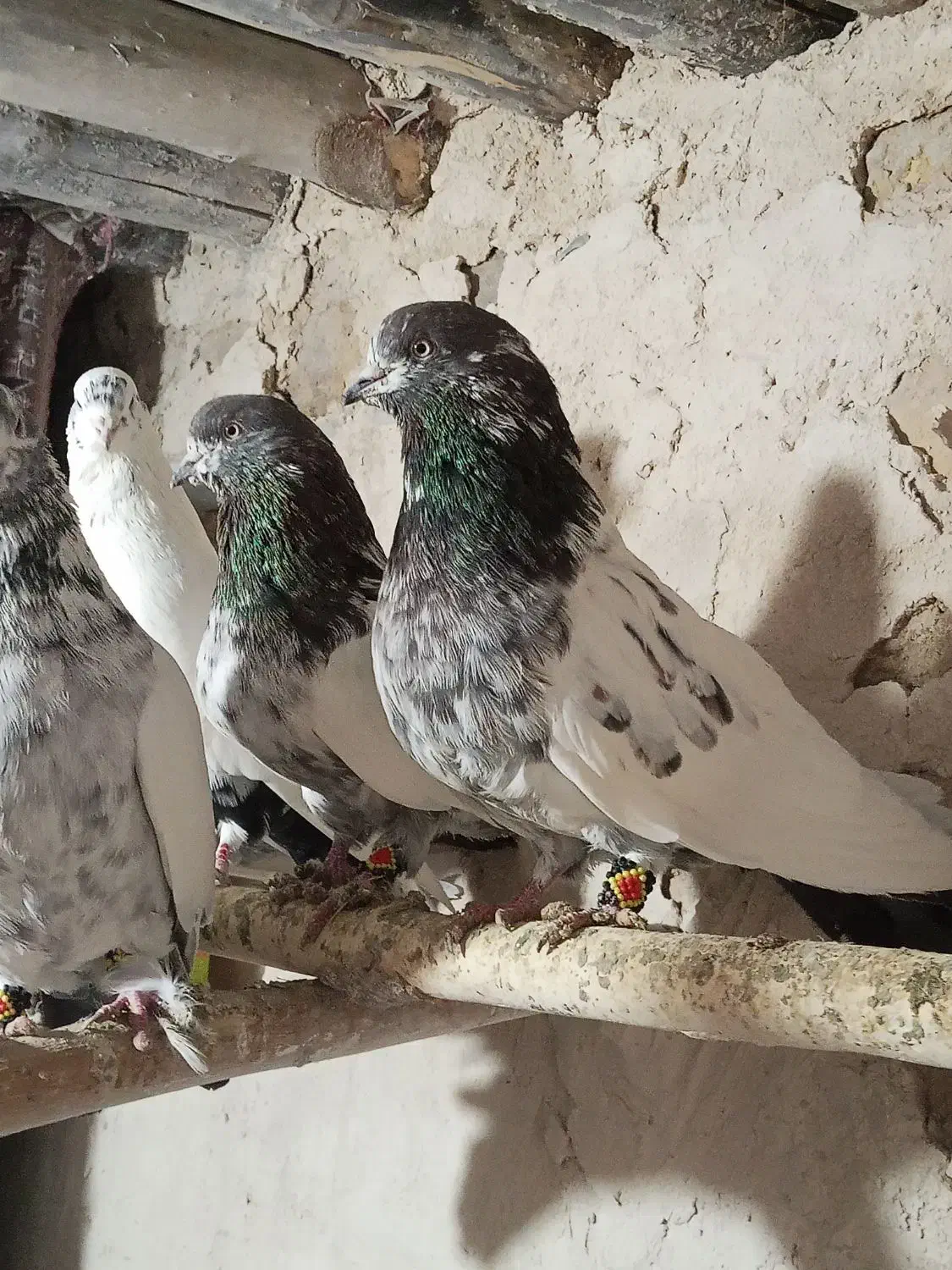 کبوتر کله سبز|پرنده|رزن, |دیوار