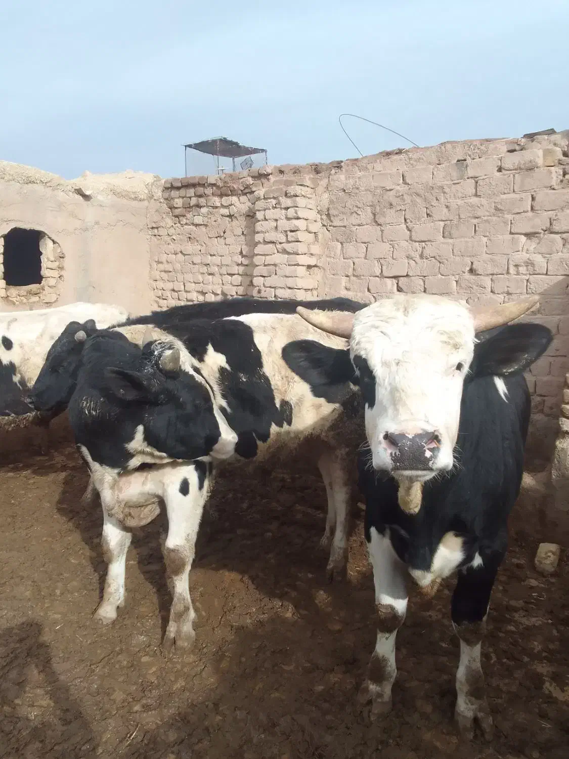 ۴راس گوساله نر|حیوانات مزرعه|بوئین زهرا, |دیوار
