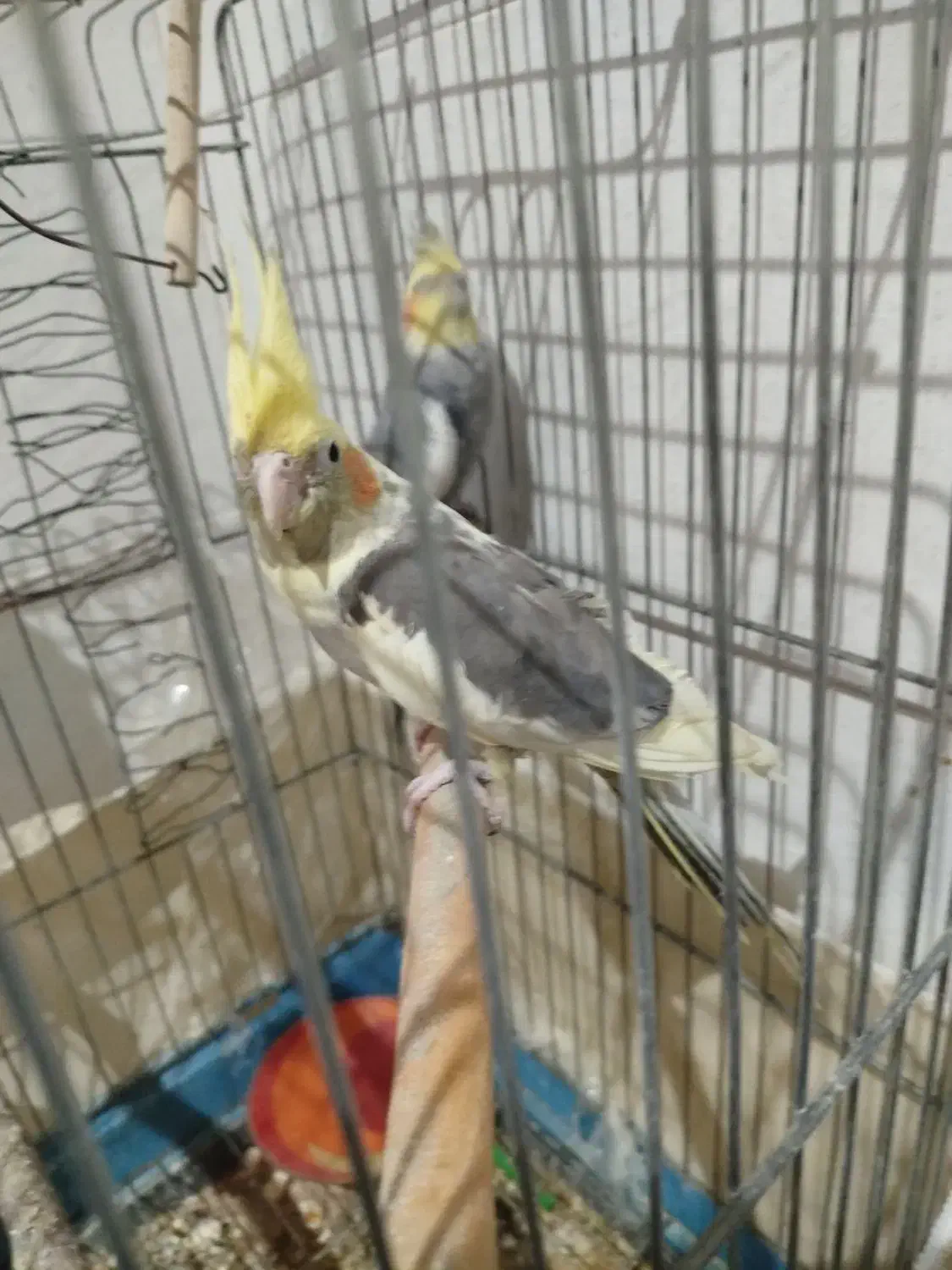 عروس هلندی|پرنده|بروجرد, |دیوار