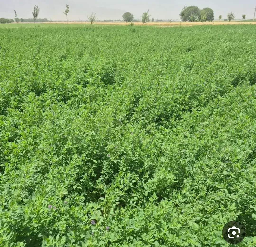 دو تن یونجه خرمن کوب شده|عمدهفروشی|دیواندره, |دیوار