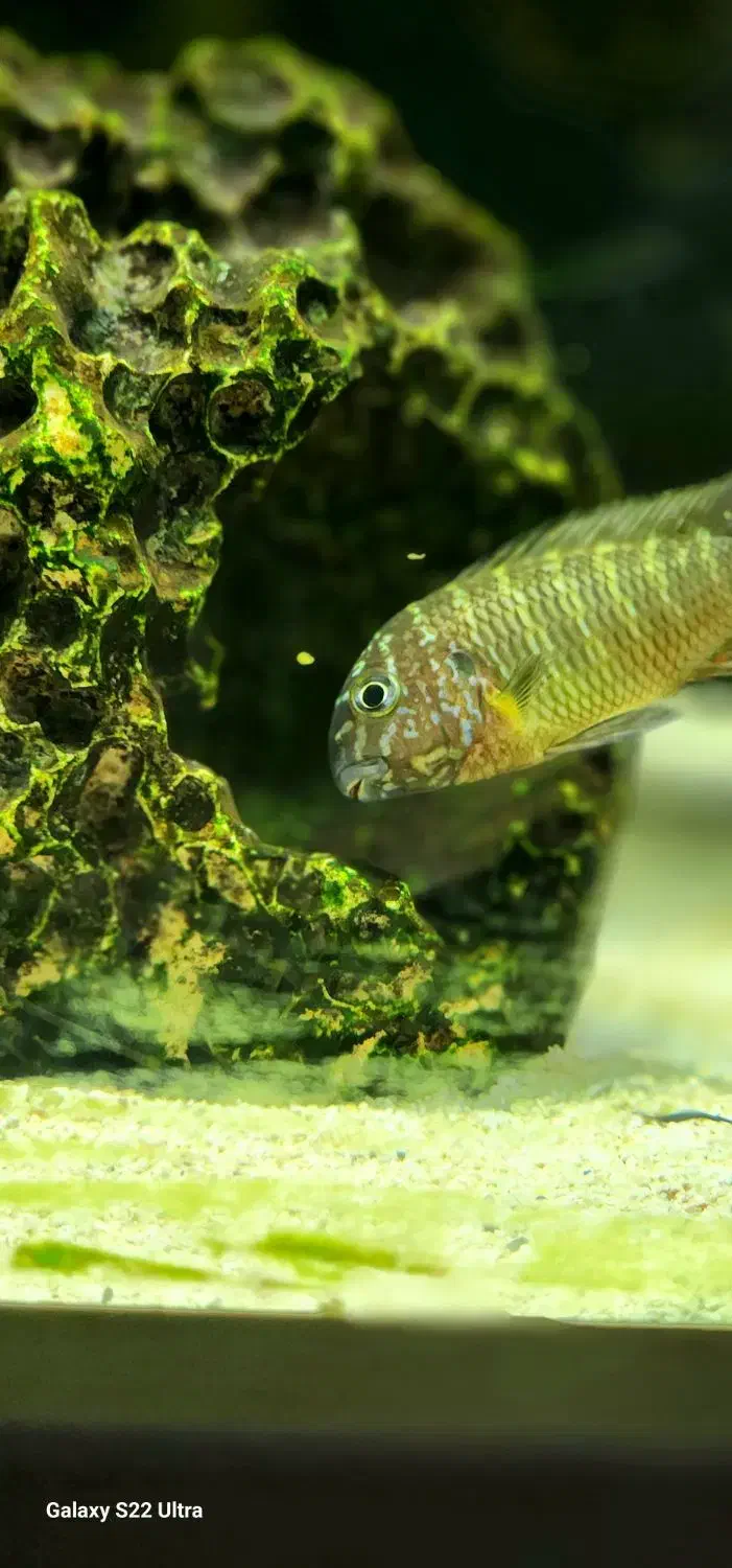 ماهی تروفئوس|ماهی|مشهد, میعاد (شهرک غرب)|دیوار