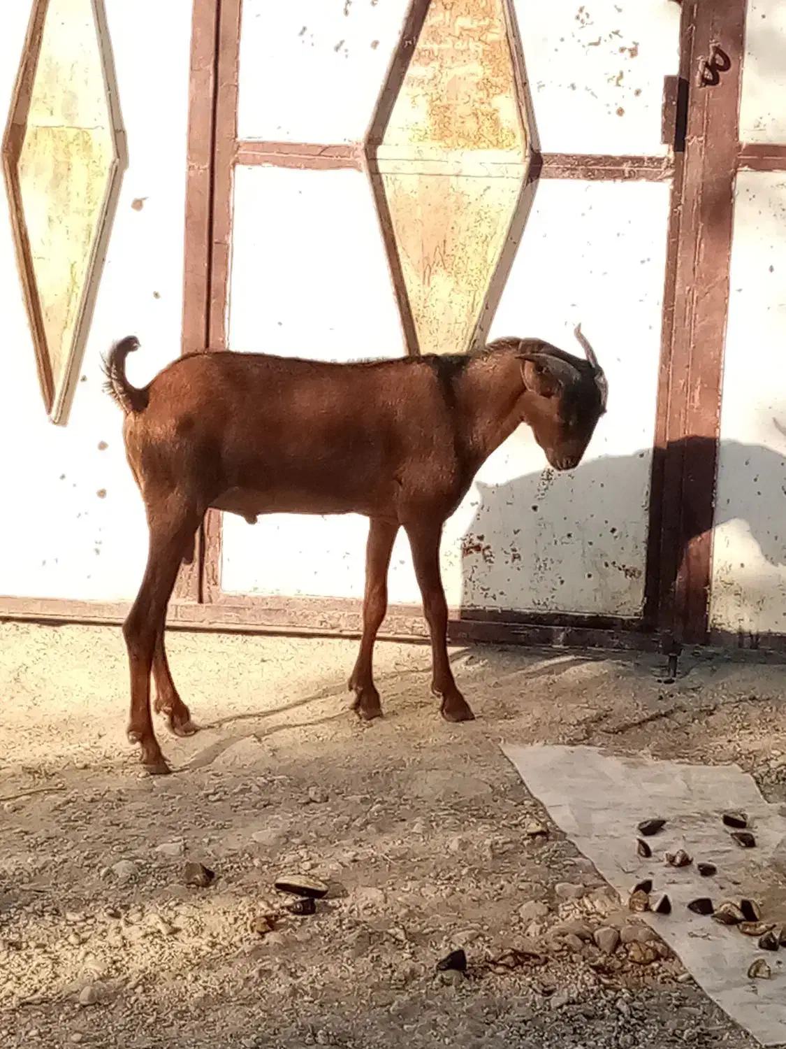 دو عدد کهره نر|حیوانات مزرعه|بندرعباس, |دیوار