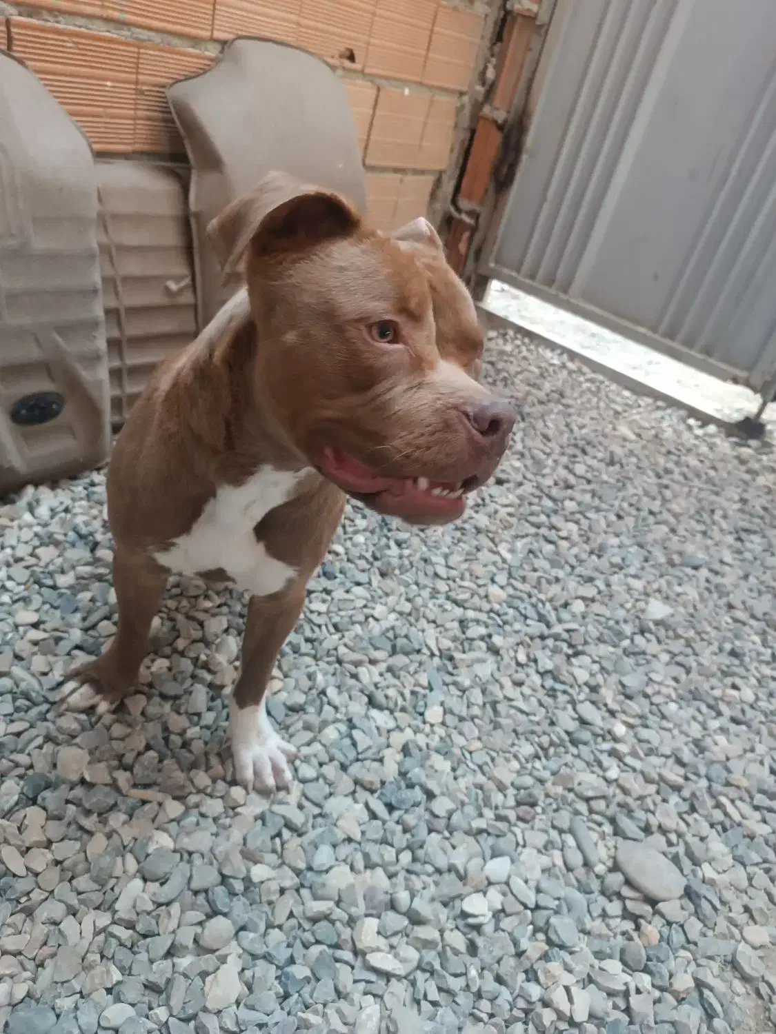 پیت بول|سگ|ساری, |دیوار