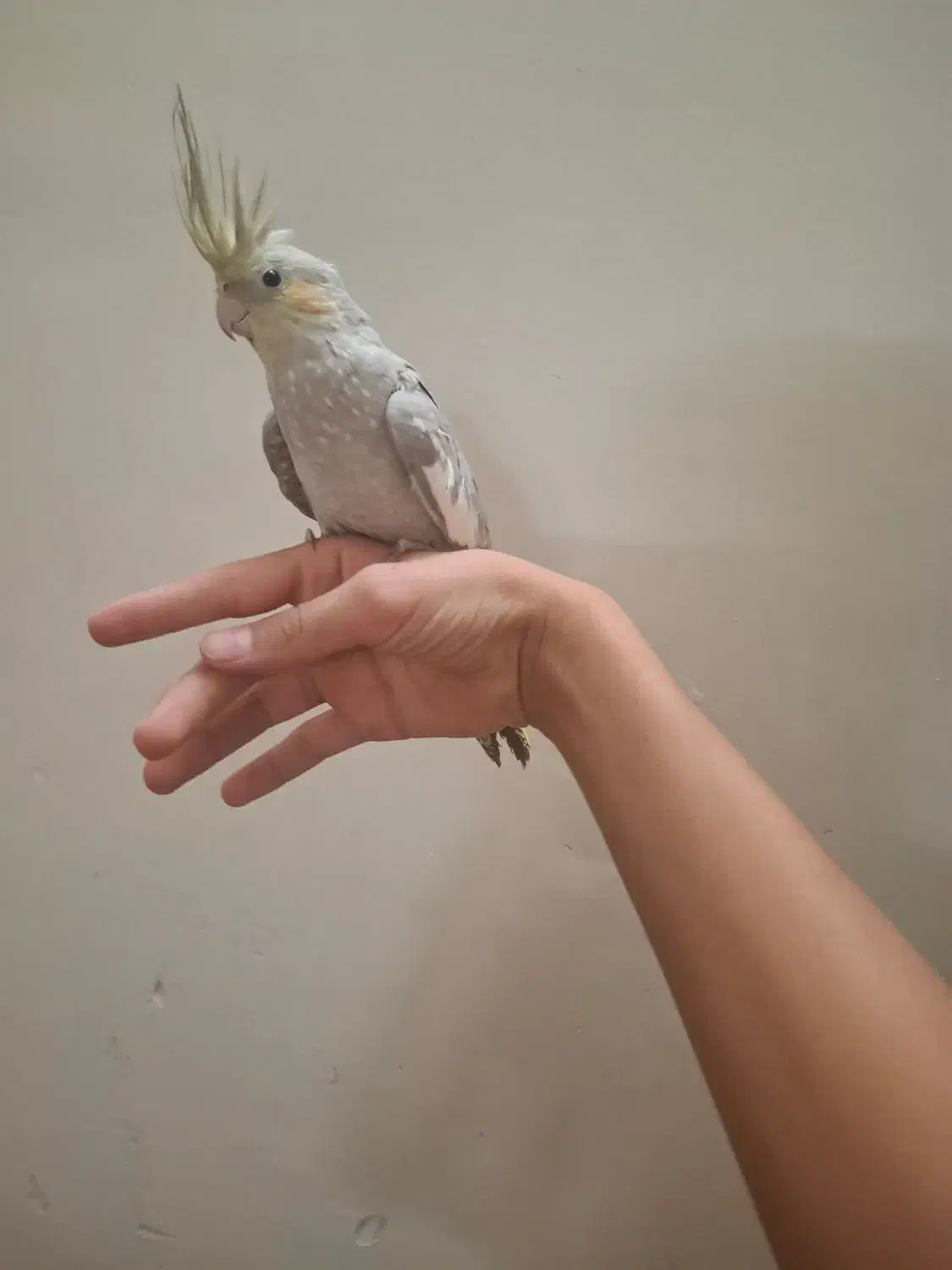 عروس هلندی دستی بالغ ماده|پرنده|شاهدشهر, |دیوار