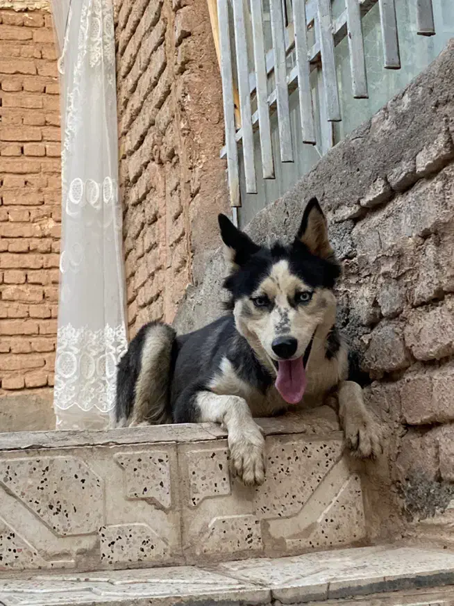 سگ حیوانات|سگ|تربت جام, حافظ|دیوار