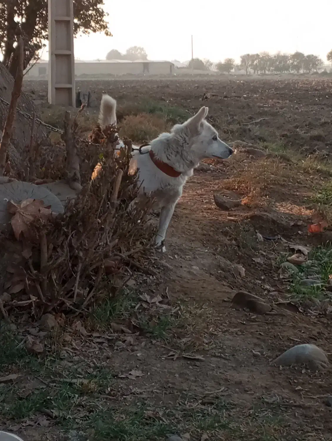 واگذاری سگ شیتزو|سگ|پاکدشت, پاکدشت (مامازند)|دیوار