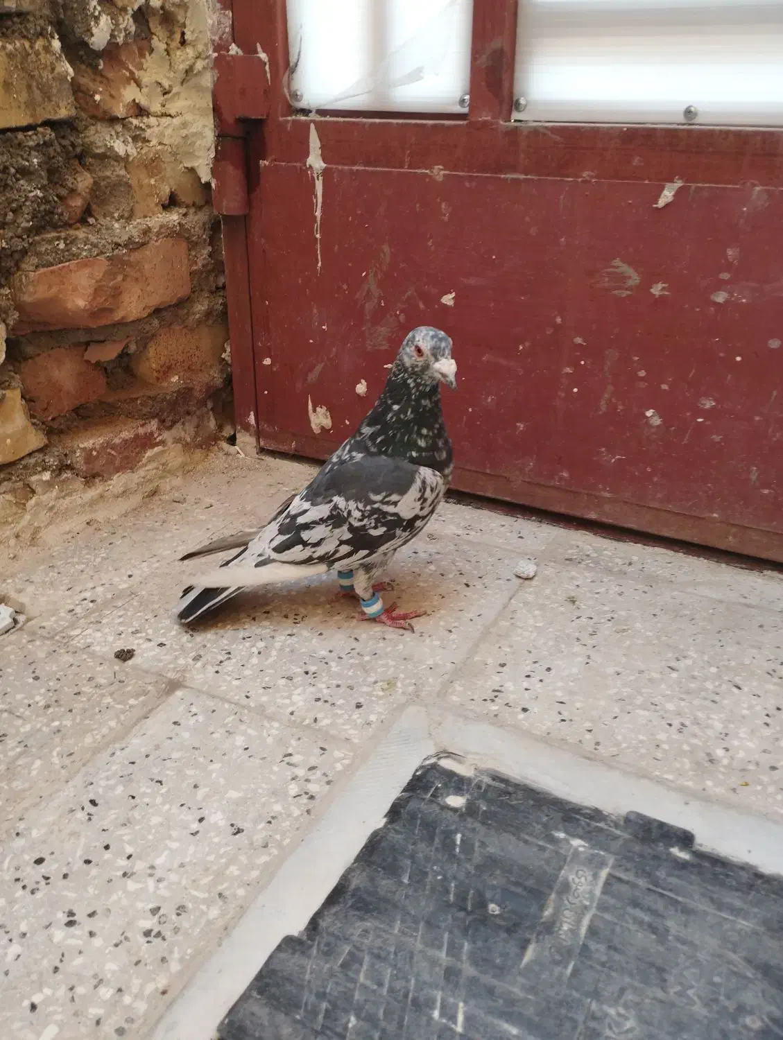 کفتر|پرنده|کاشمر, |دیوار