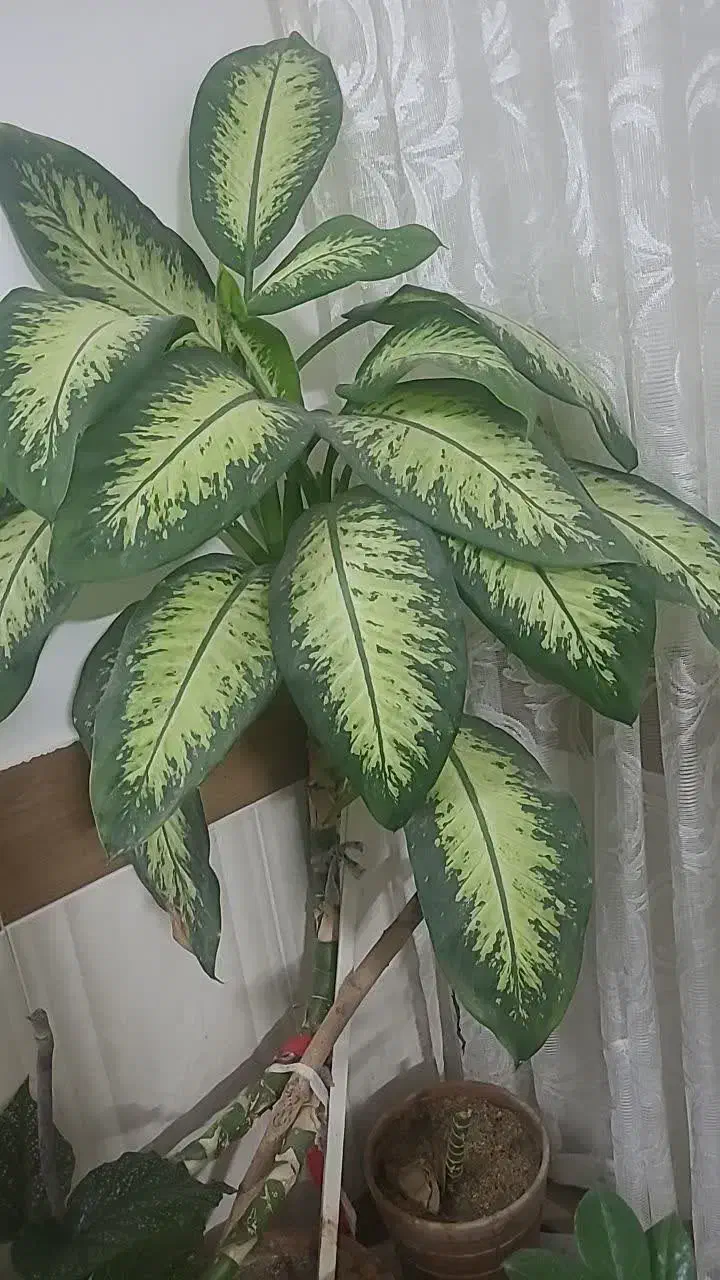 گل فروشی|گل و گیاه طبیعی|کاشمر, |دیوار