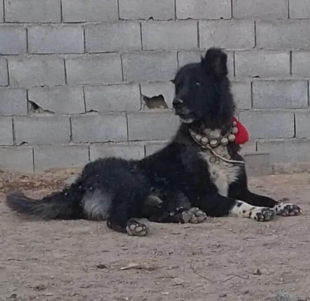 سگ قدرجونی|سگ|فلاورجان, |دیوار