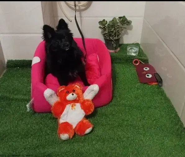 سگ پامر|سگ|سمنان, |دیوار