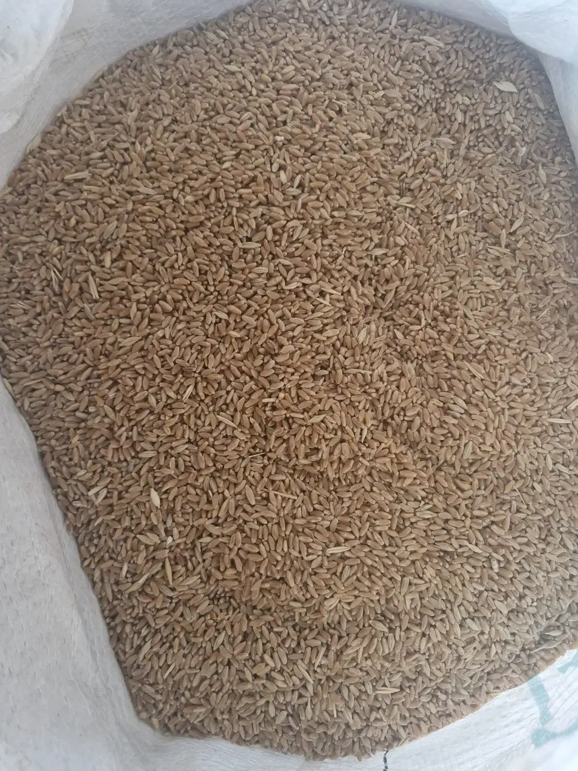 گندم دهدشت|عمده‌فروشی|ایذه, |دیوار