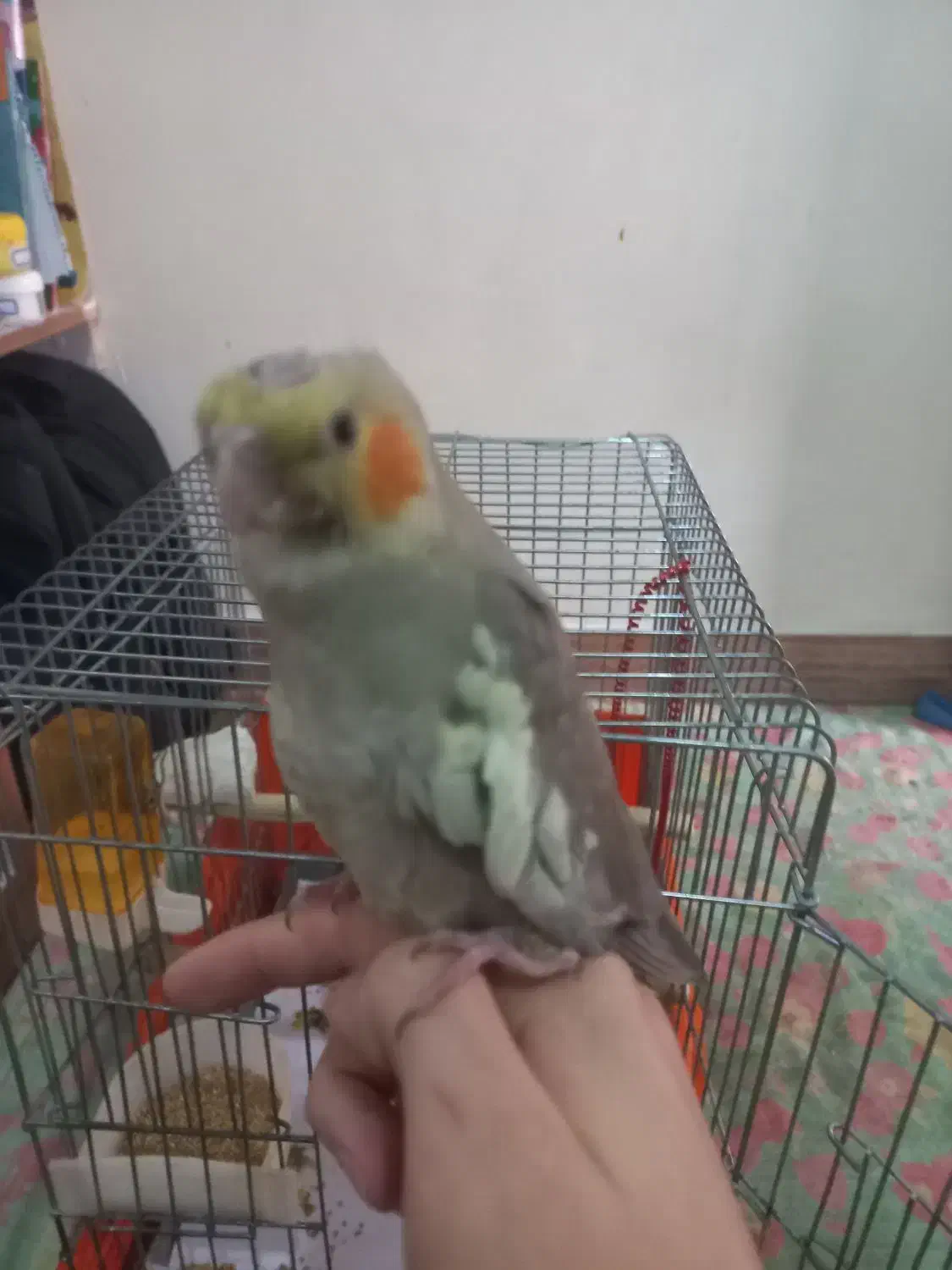 فروشی|پرنده|نسیم‌شهر, |دیوار