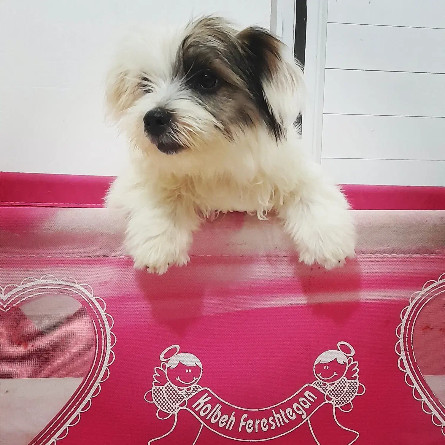 واگزاری سگ شیتزو|سگ|املش, |دیوار