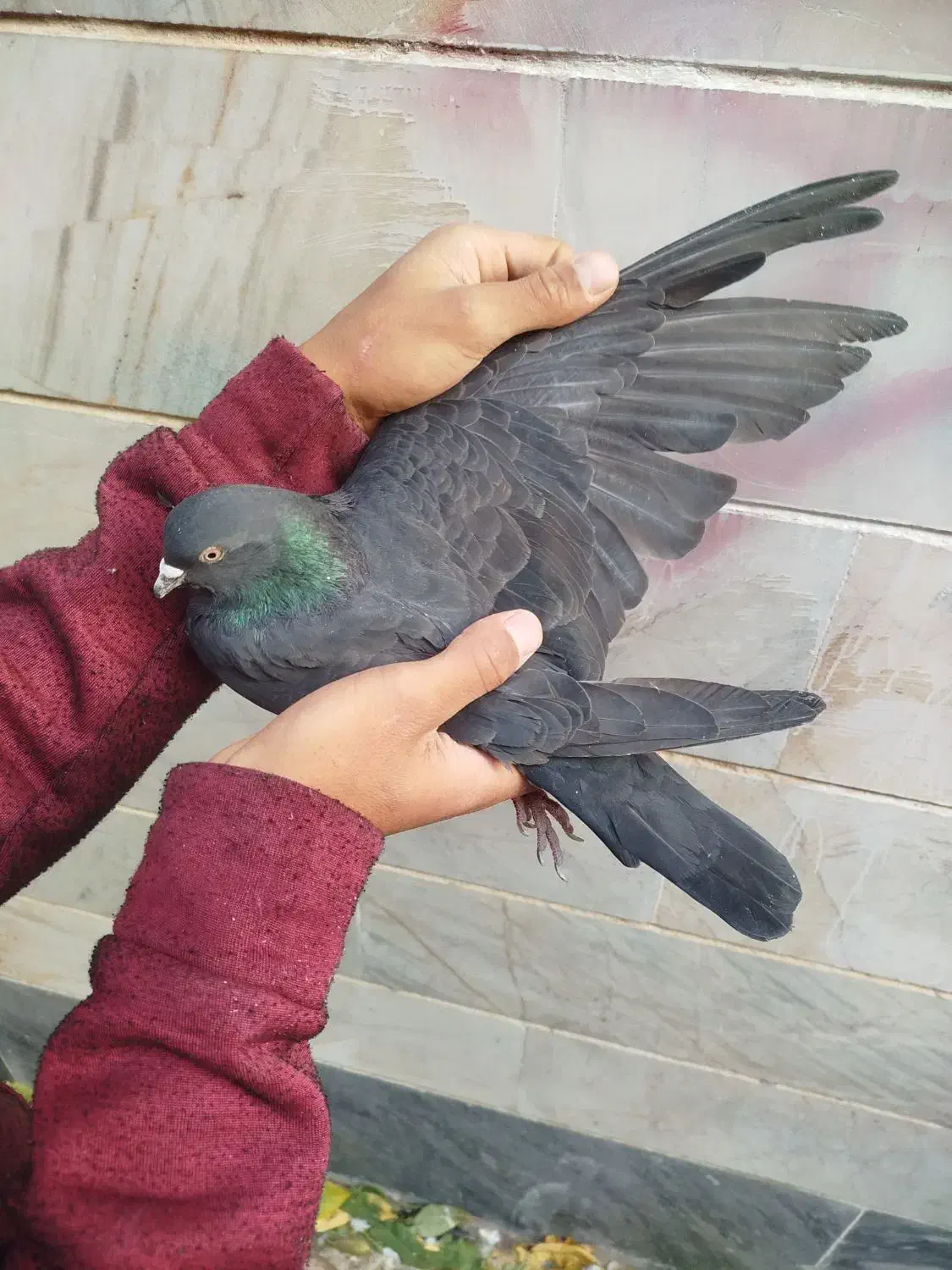 سلام به دوستان عشقبازای گل ۵عدد کفتر به فروش میرسد|پرنده|مهاجران, |دیوار