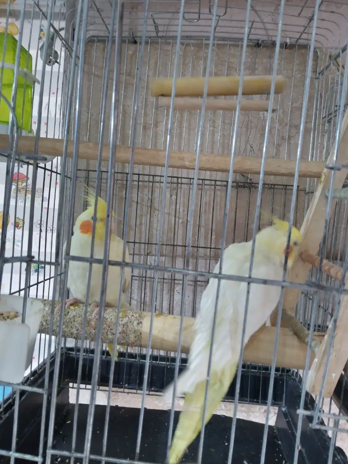 عروس هلندی|پرنده|تهران, امام زاده عبدالله|دیوار