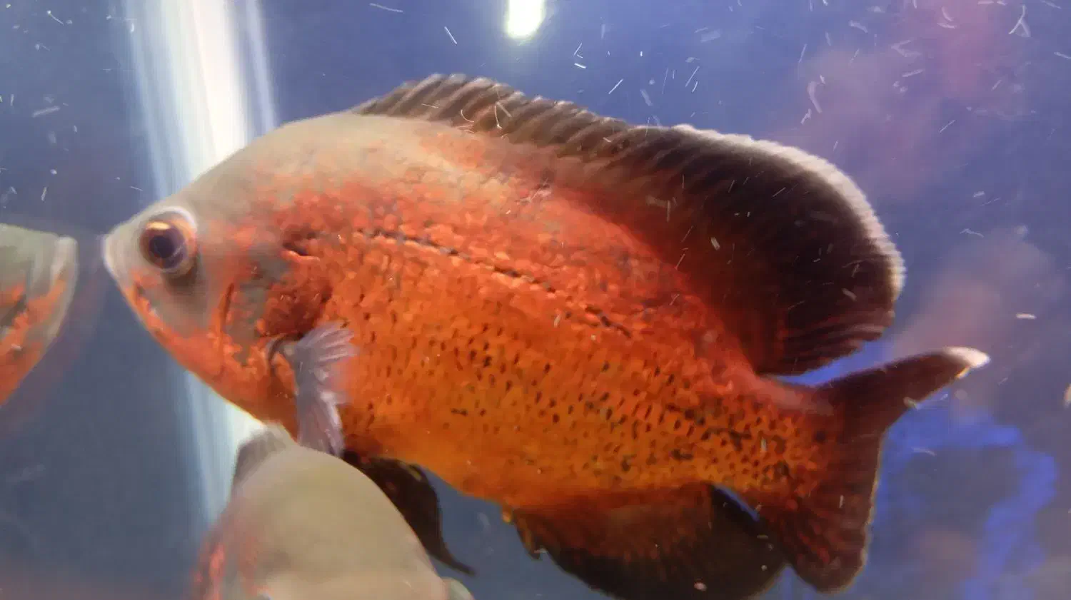 ماهی اسکار|ماهی|شیراز, رکنآباد|دیوار