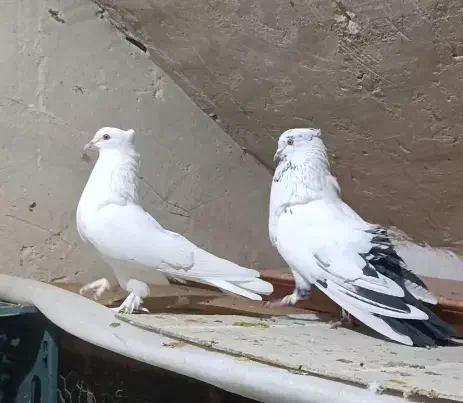 کبوتر پرشی|پرنده|نقده, |دیوار