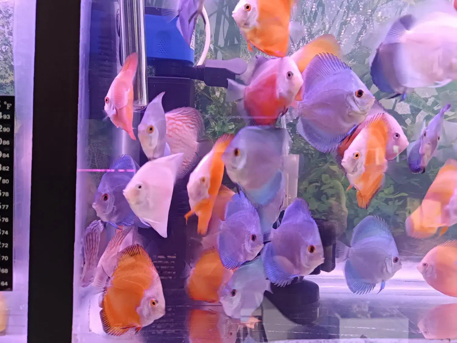 ماهی دیسکس|ماهی|اردبیل, |دیوار