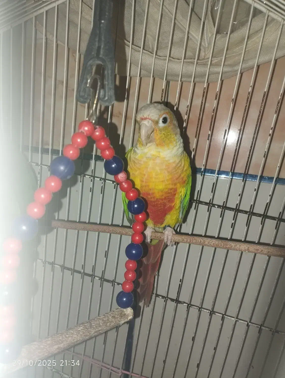 گرینچیک آناناسی|پرنده|زرند, |دیوار