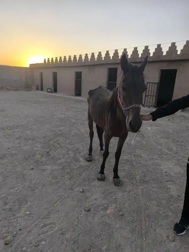 معاوضه اسب|حیوانات مزرعه|کوار, |دیوار