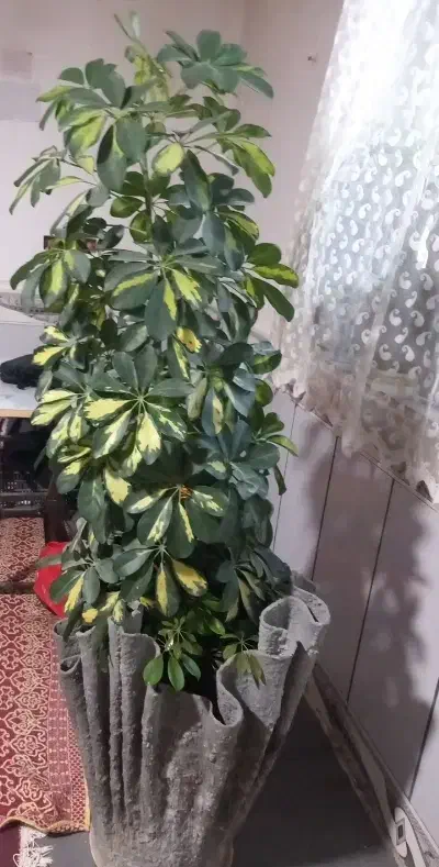 فروش گل خانگی|گل و گیاه طبیعی|آشخانه, |دیوار