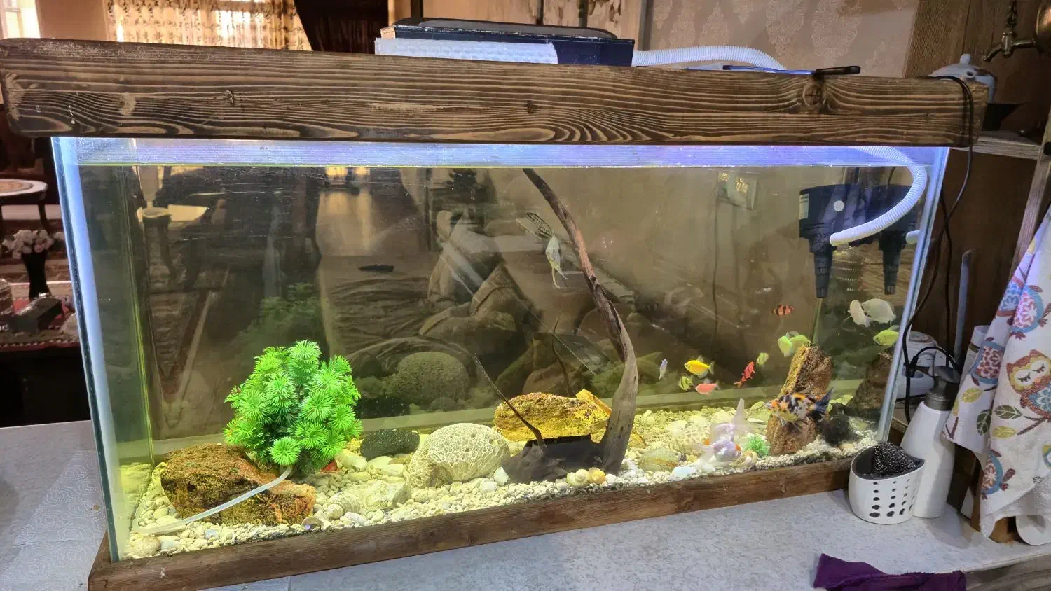 آکواریوم|ماهی|اصفهان, خانه اصفهان|دیوار