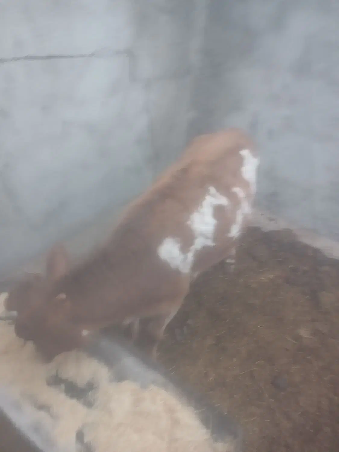 تلیسه جرزی درجه یک سه ماه آبستن|حیوانات مزرعه|مهریز, |دیوار