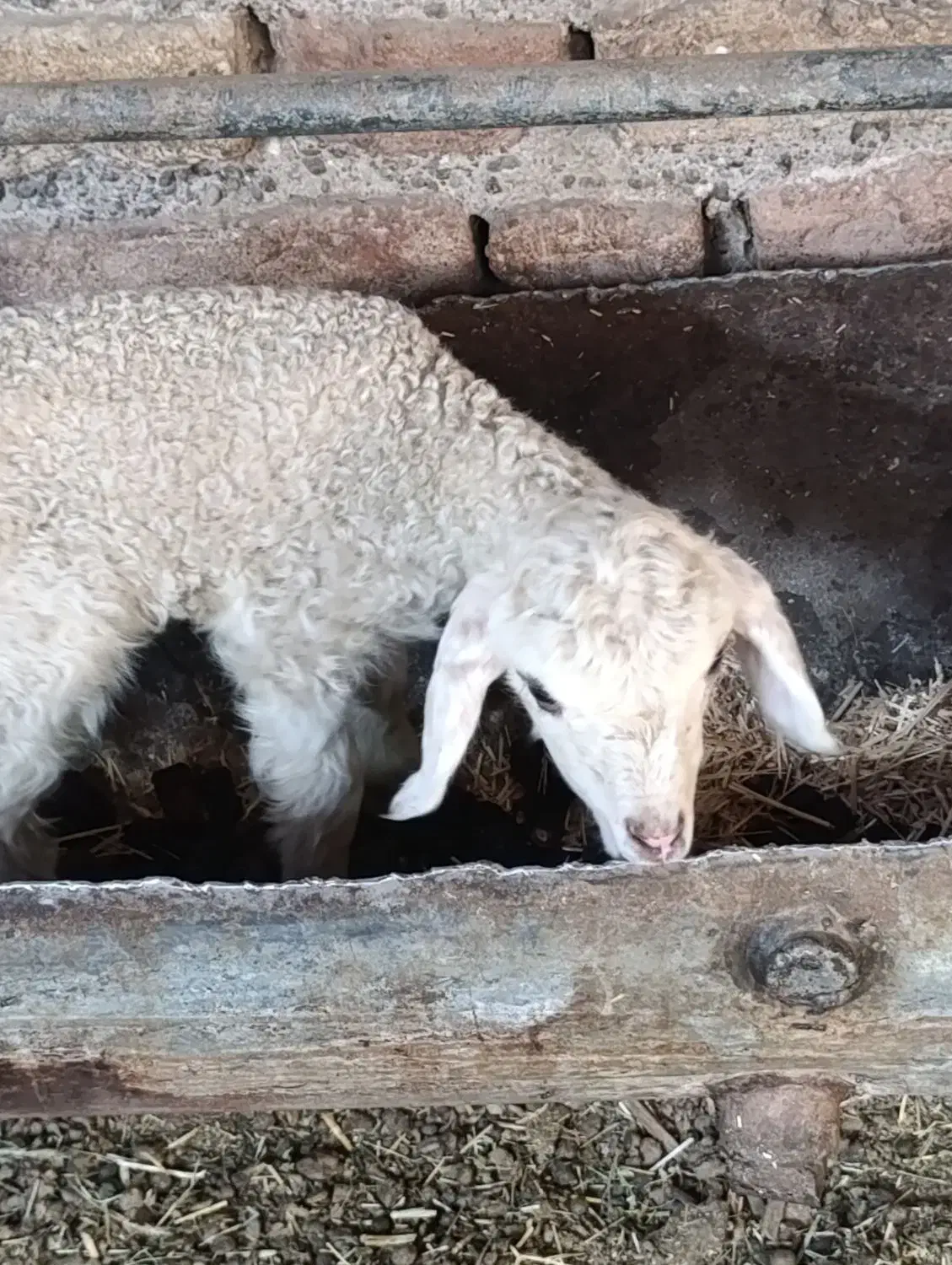 میش و بره های دوقلو|حیوانات مزرعه|نرماشیر, |دیوار