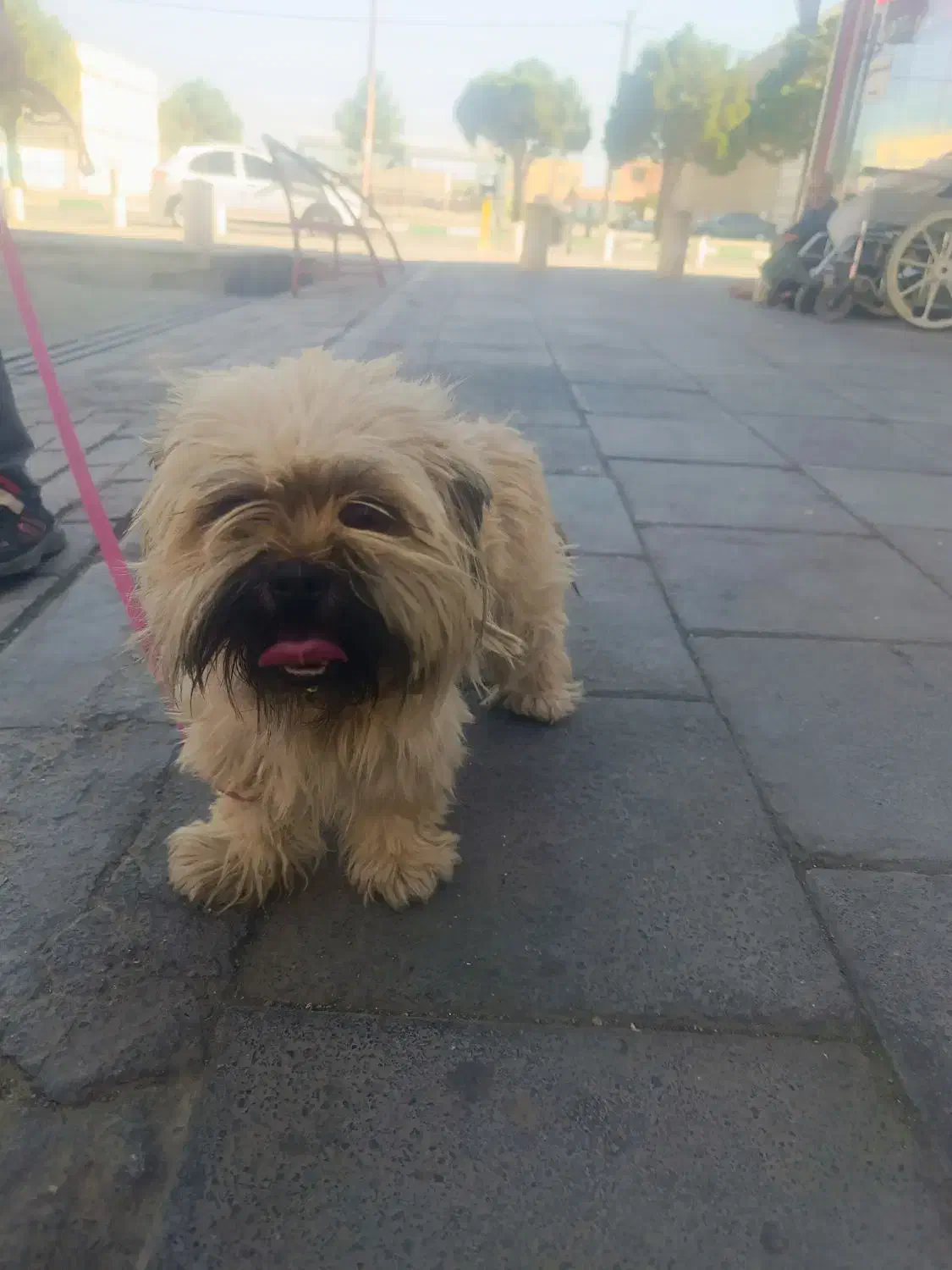 سگ شیتزو ماده|سگ|گلبهار, شهر جدید گلبهار|دیوار