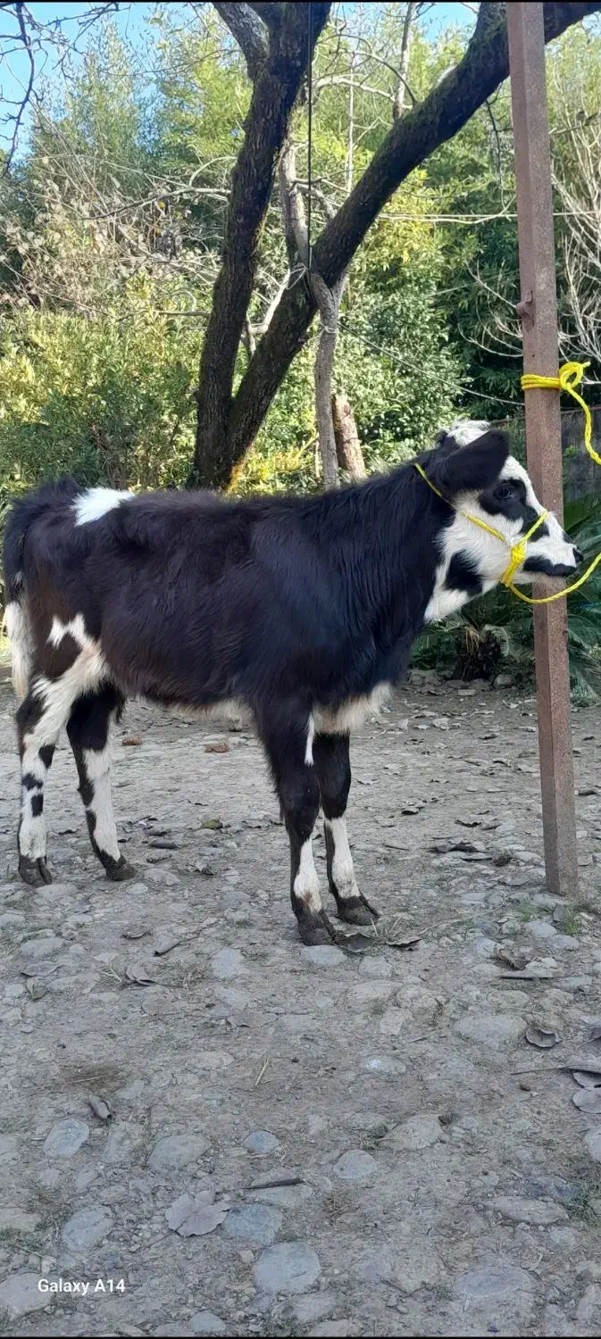 دوراس گوساله سیمینتال ماده لیشه گاو|حیوانات مزرعه|رشت, پل تالشان|دیوار