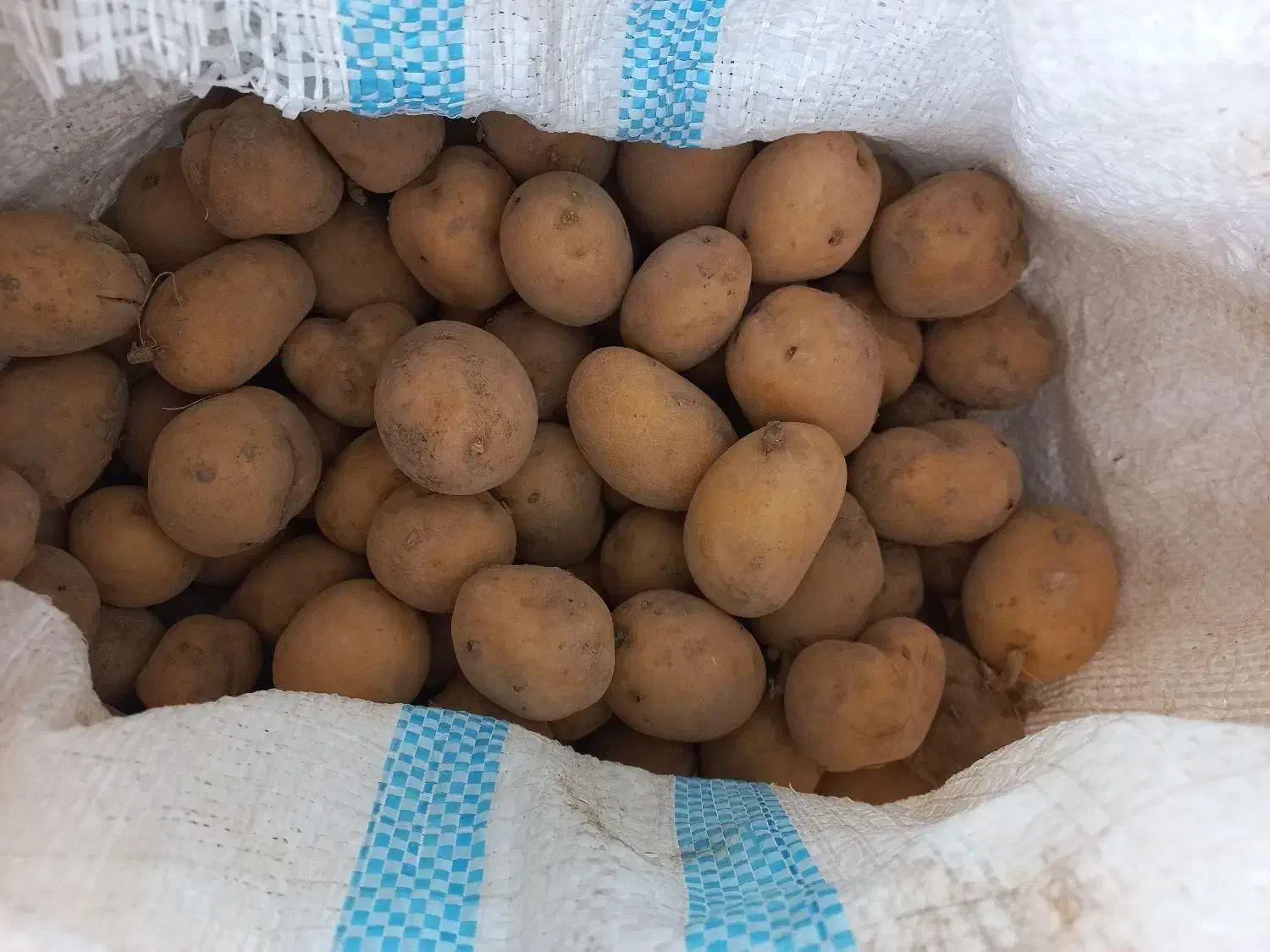 سیب زمینی دامی|حیوانات مزرعه|مشگین شهر, |دیوار