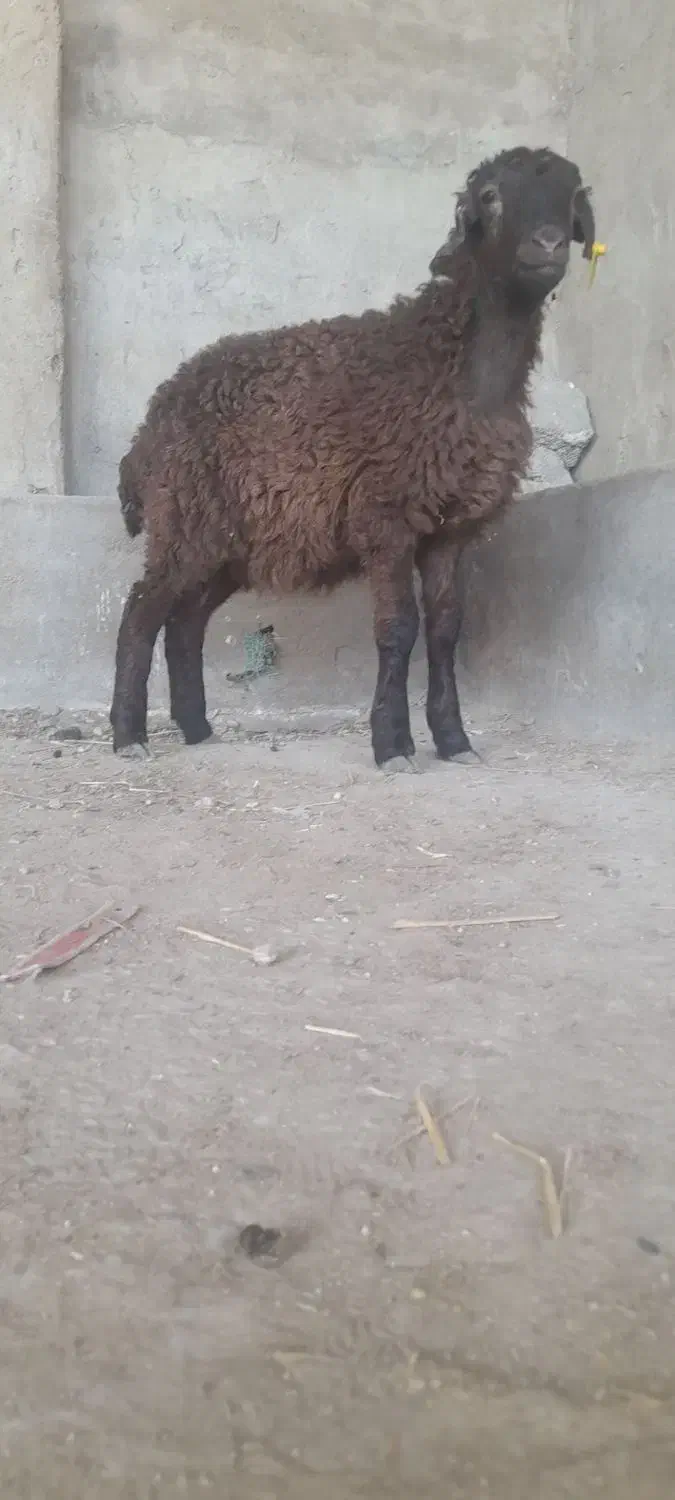 1عدد بره ماده امروز از گله خودم آوردم جنص خوب|حیوانات مزرعه|گنبد کاووس, |دیوار