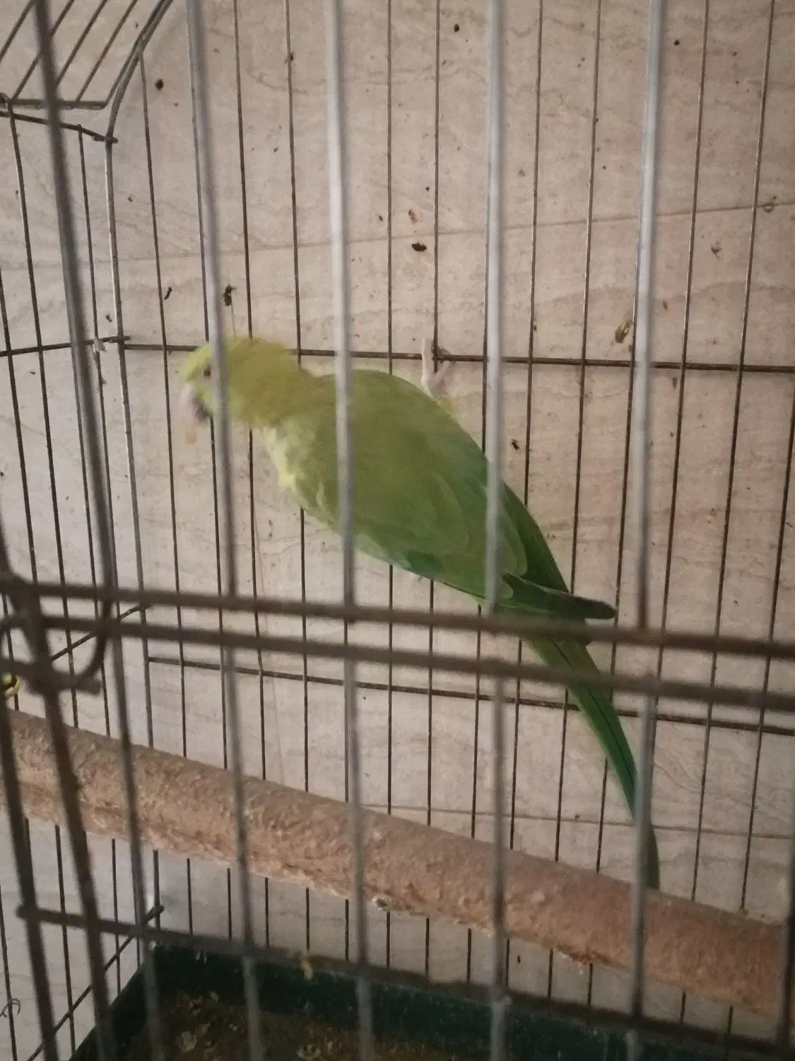 طوطی ماده|پرنده|شوش, |دیوار