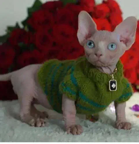 اسفینکس مامبینو اصیل خاص|گربه|تهران, دزاشیب|دیوار