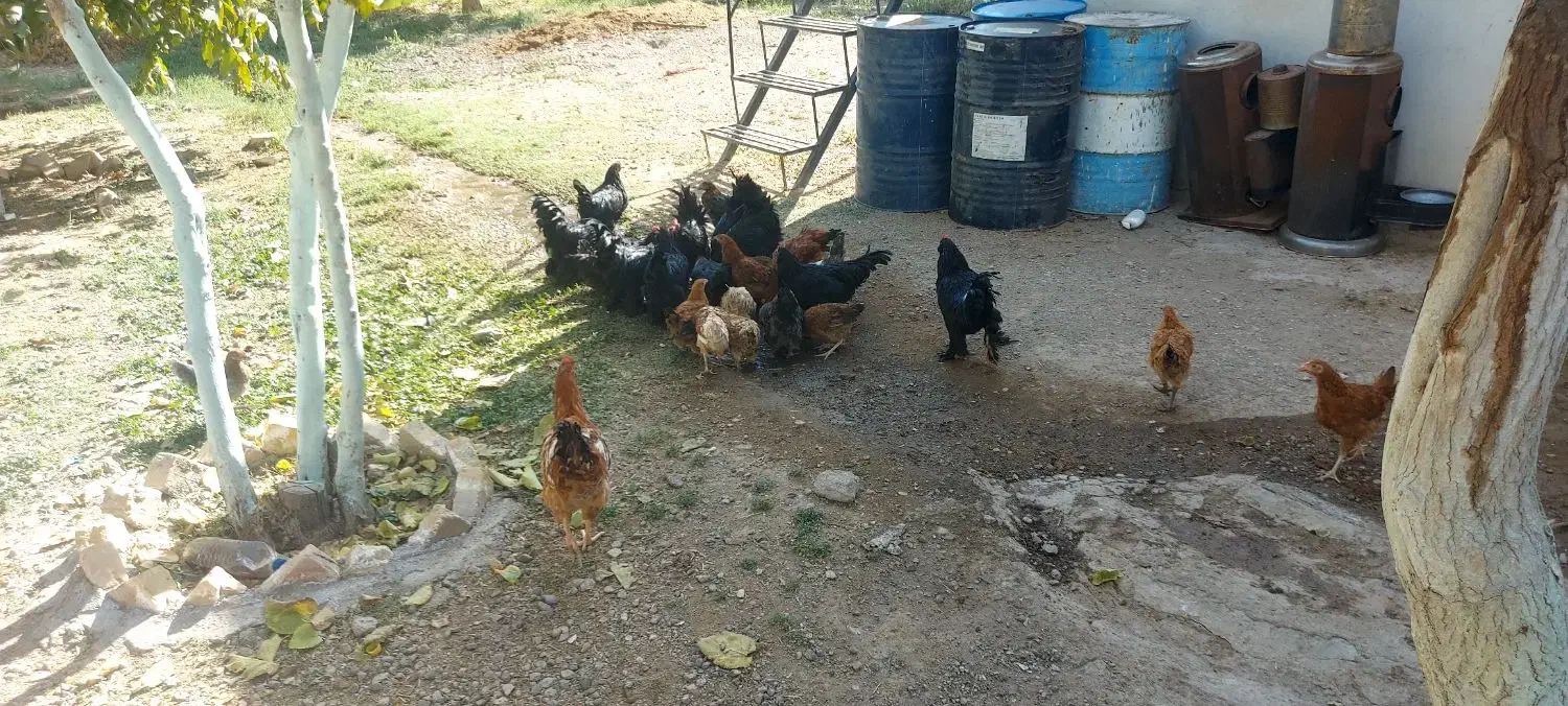 غاز محلی ارگانیک مرغ و خروس مرندی|حیوانات مزرعه|کوهین, |دیوار