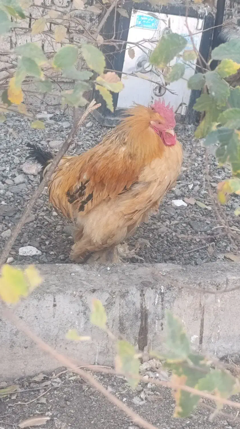 مرغ وخروس برهما|حیوانات مزرعه|کهک, |دیوار