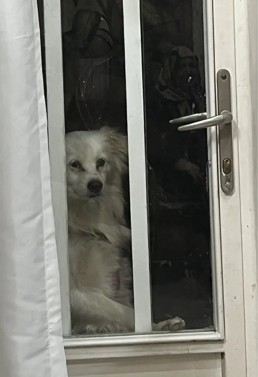 گمشده|حیوانات|اصفهان, بهارستان|دیوار