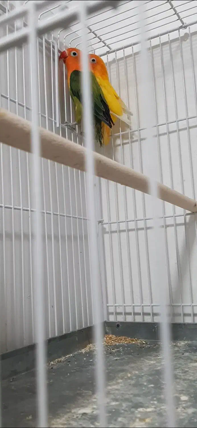 جوجه سرلاکی عروس و کوتوله برزیلی|پرنده|لامرد, |دیوار