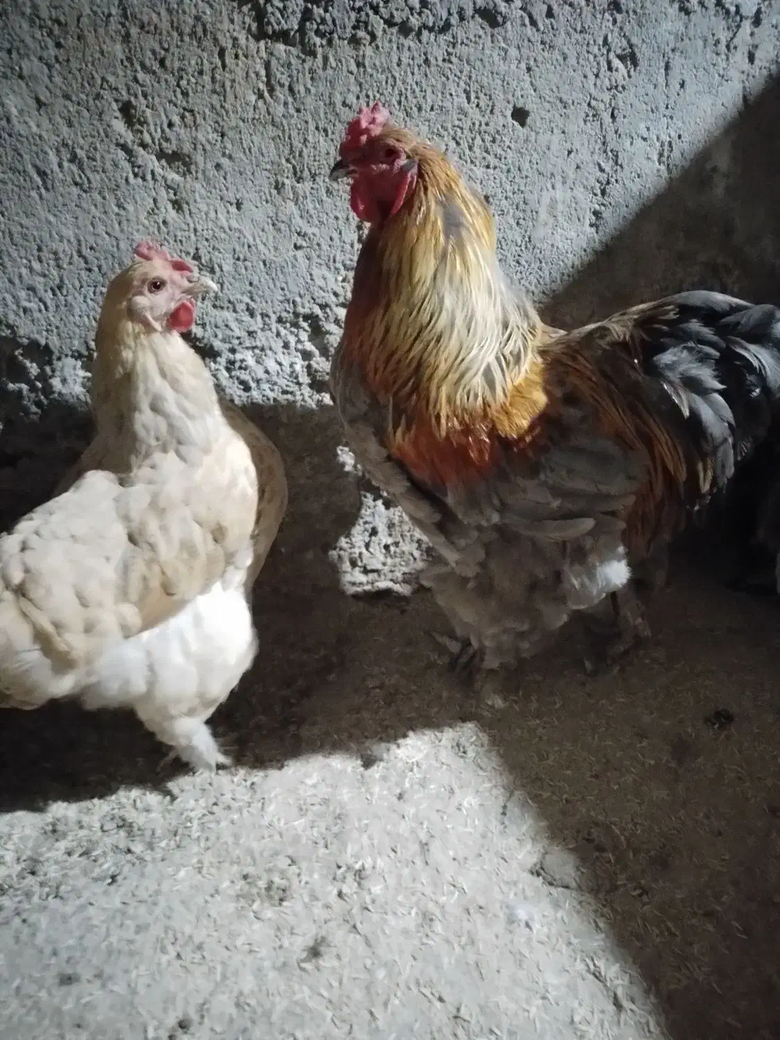 تخم مرغ برهما|حیوانات مزرعه|گرگان, |دیوار