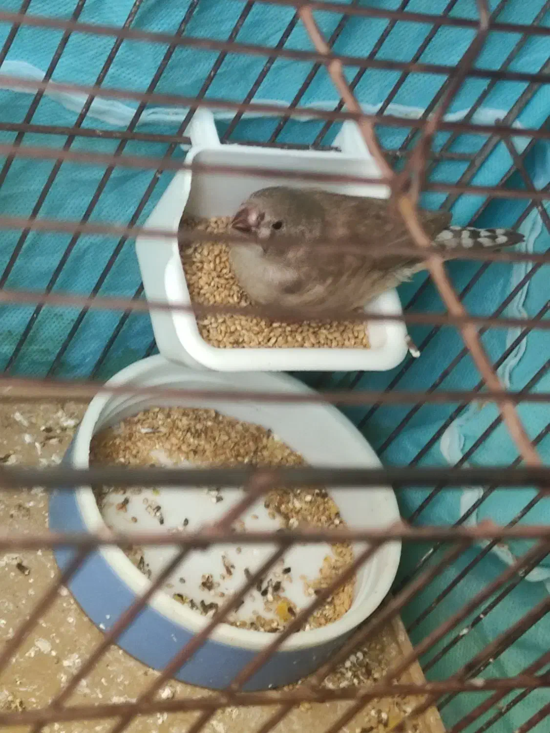 ۱ دانه جوجه فنچ|پرنده|بیجار, |دیوار