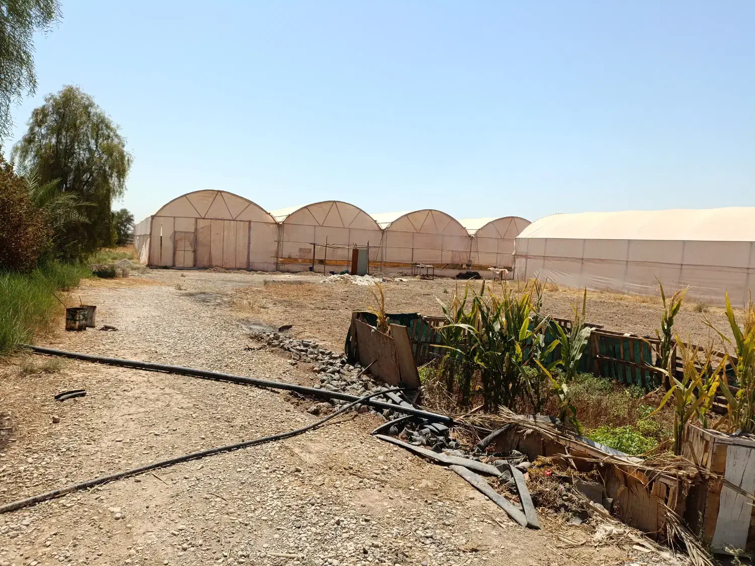 فروش زیر قیمت گلخانه یک هکتاری همراه بااستخروسوییت|فروش دفتر صنعتی، کشاورزی، تجاری|شوشتر, |دیوار